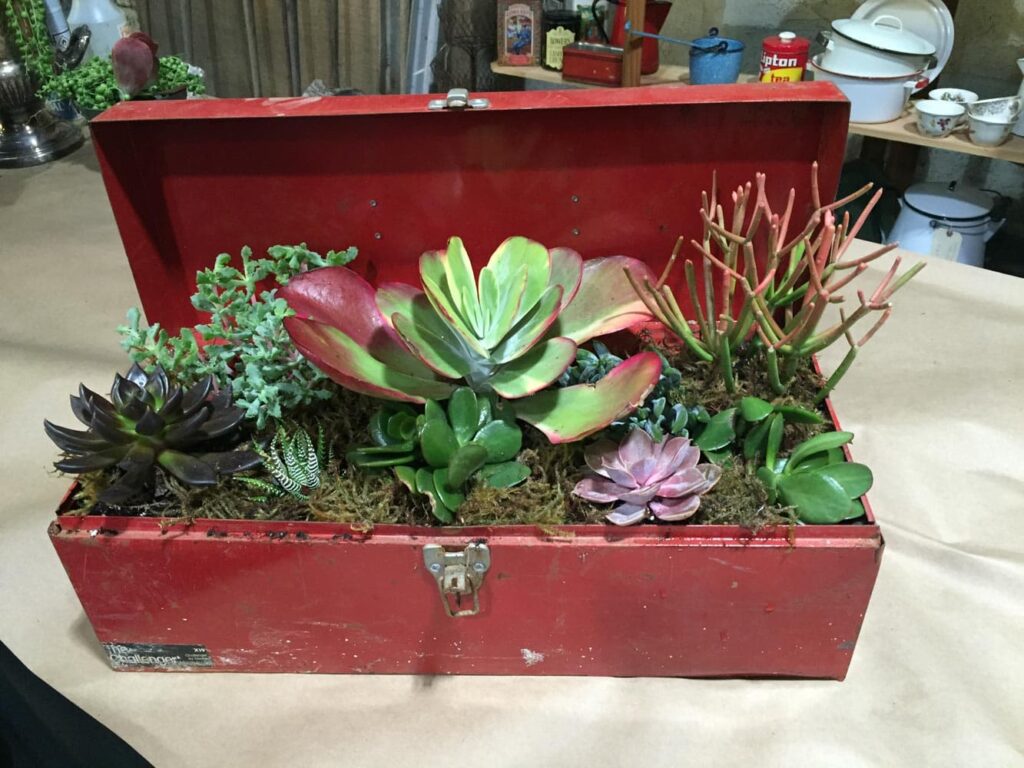 red tool box filled with vibrant succulents 