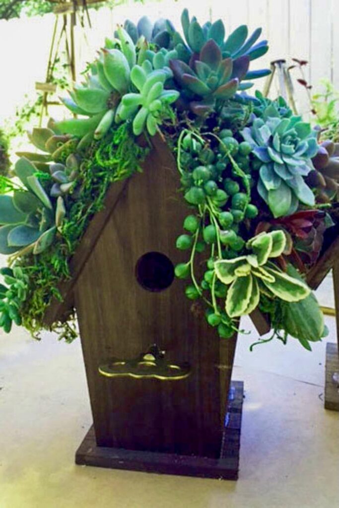 SMALL WOODEN BIRDHOUSE WITH SUCCULENTS ON THE ROOF