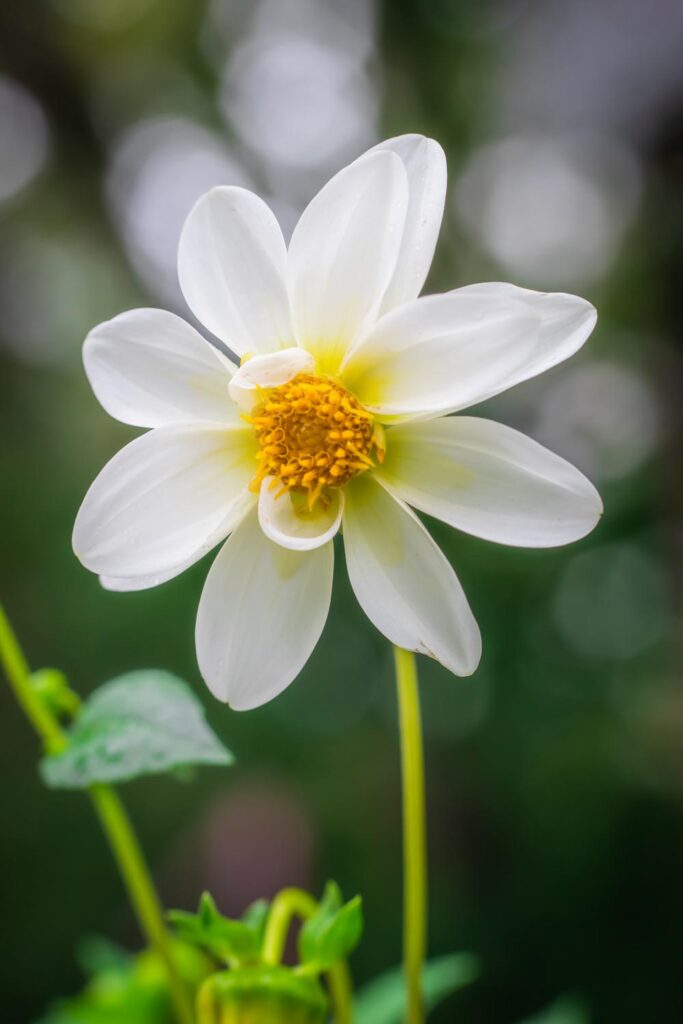 White single dahlia with a yellow center