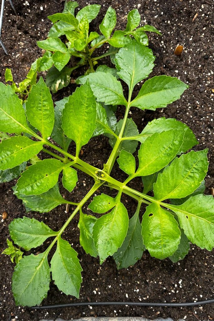 The Best Soil for Dahlias-close up of dahlia after pinching off the center