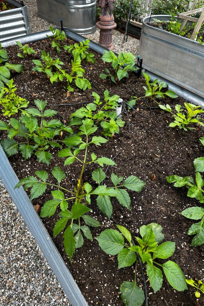 bin of soil with perlite and sprouting dahlia plants