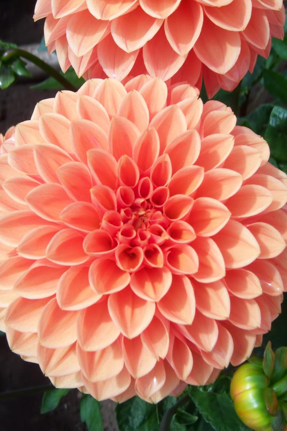 The Best Soil for Dahlias; How to Grow Beautiful Flowers