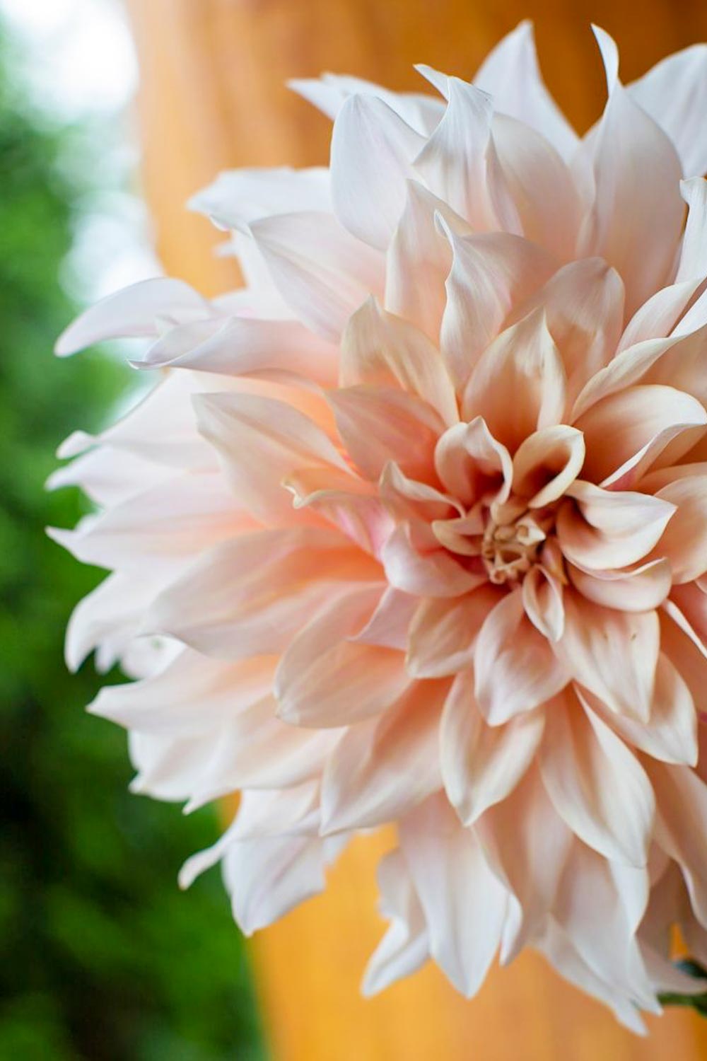 The Best Soil for Dahlias; How to Grow Beautiful Flowers