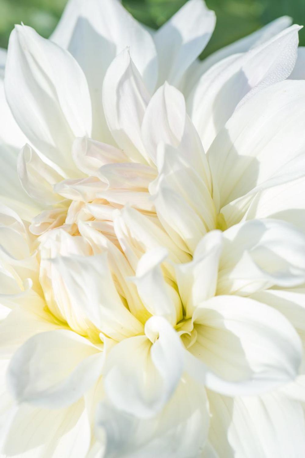 The Best Soil for Dahlias; How to Grow Beautiful Flowers