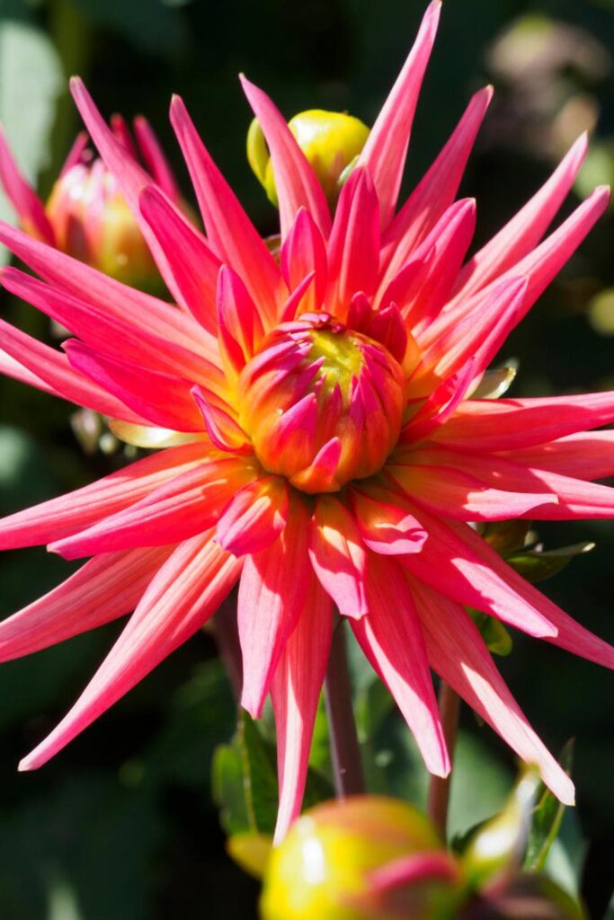 Pink cactus dahlia up close