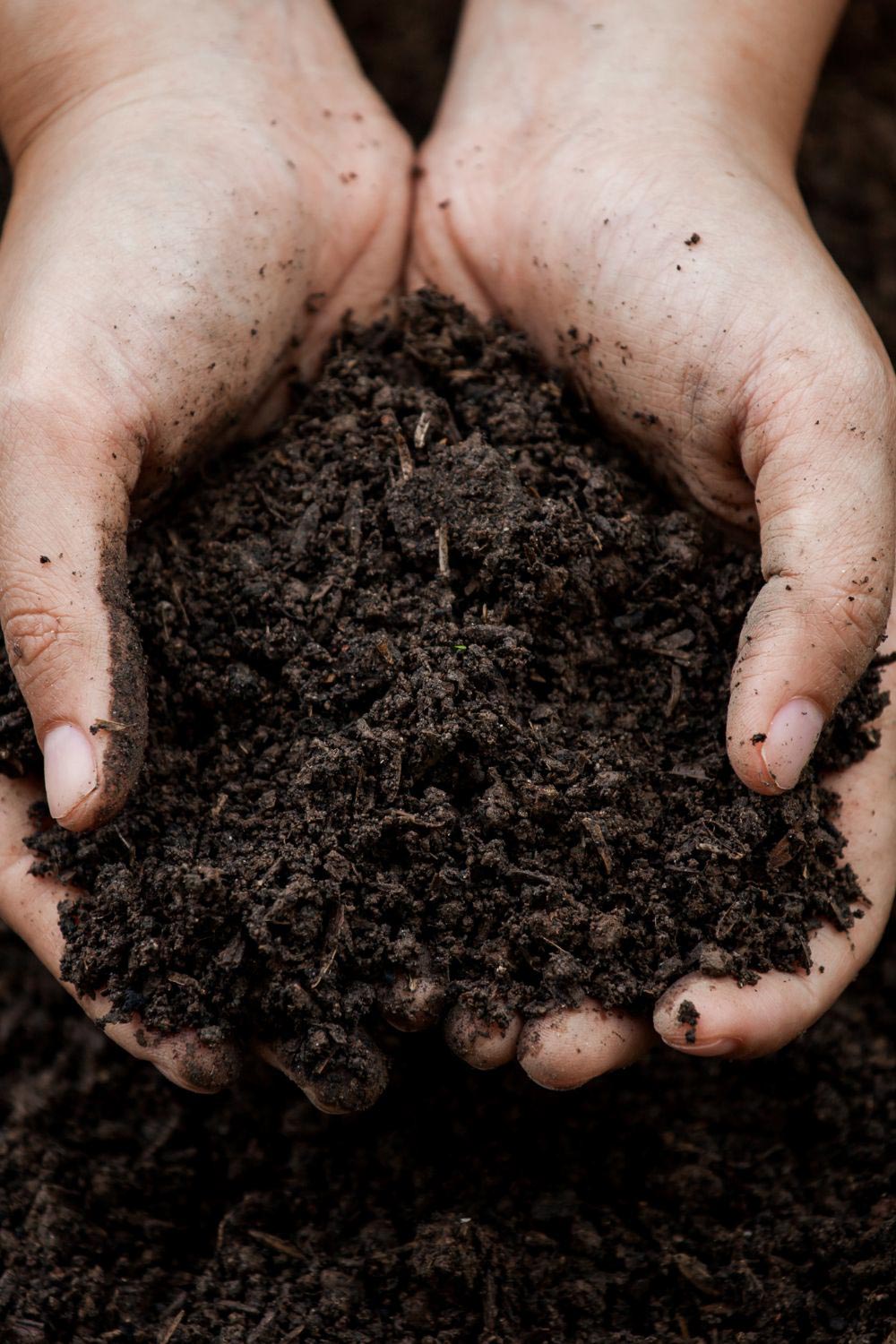 The Best Soil for Dahlias; How to Grow Beautiful Flowers