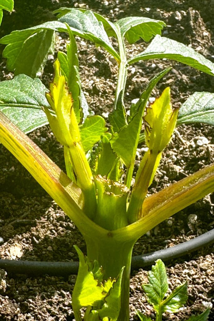 A dahlia plant that has been pinched to stimulate new growth