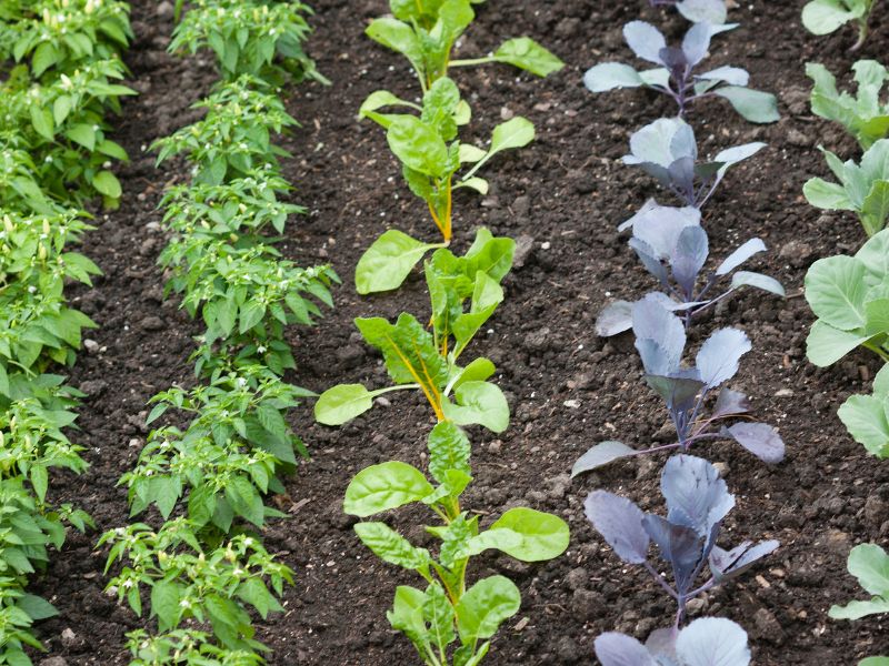 vegetable gardening - complete guide to gardening