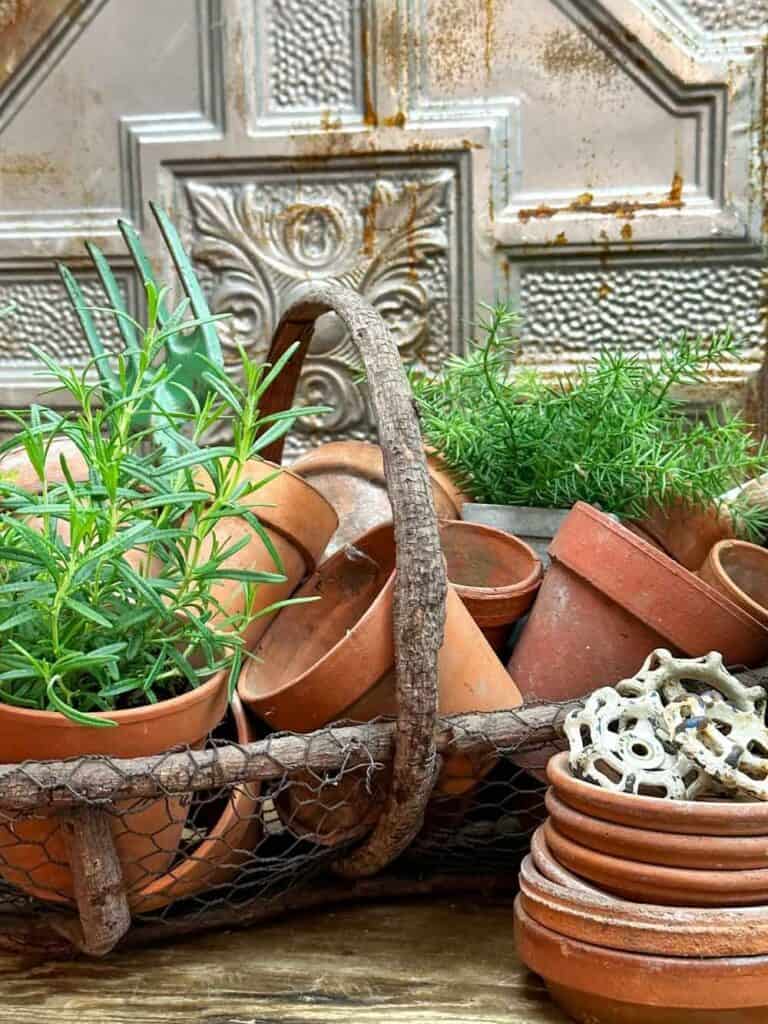 BASKET OF TERRACOTTA POTS WITH FRESH HERBS AND A STACK OF CLAY SAUCERS WITH OLD FAUCET HANDLES. 