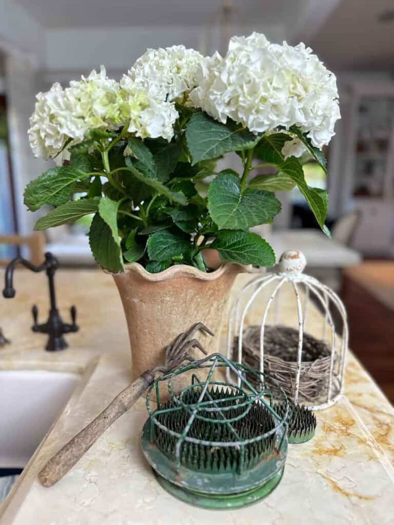 White hydrangea in a terracotta pot that is aged. A small cloche with a birds nest and a few vintage floral frogs