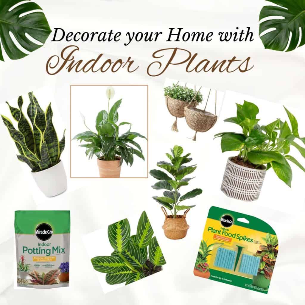 Shop the Post for Indoor plants 