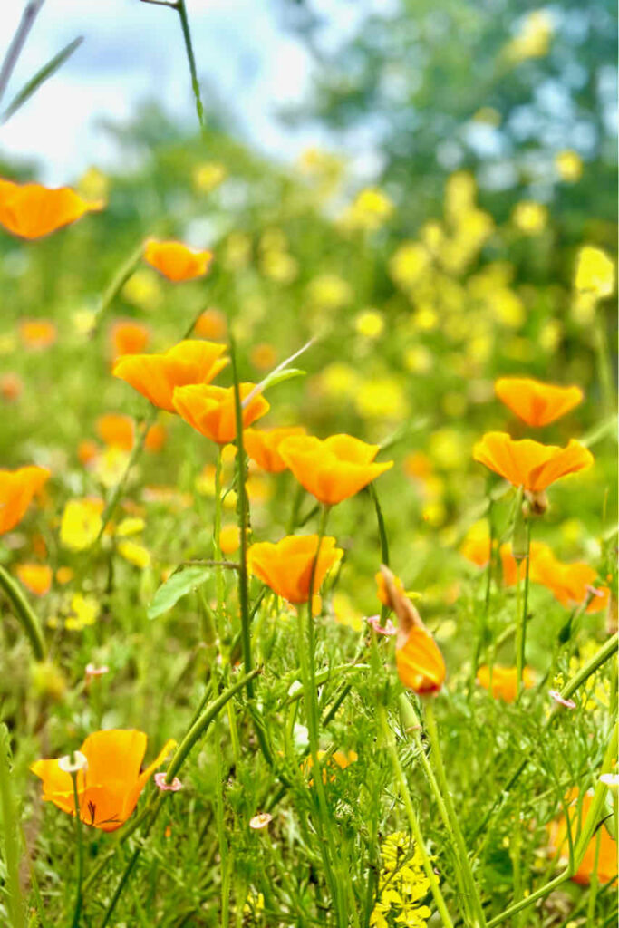 California Poppies in the wild