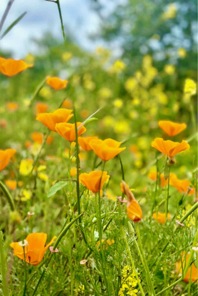 California poppies in the wild