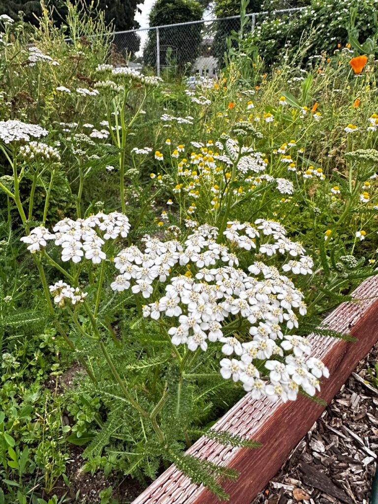 DIY Wildflower Flower Arrangements- White yarrow growing wild