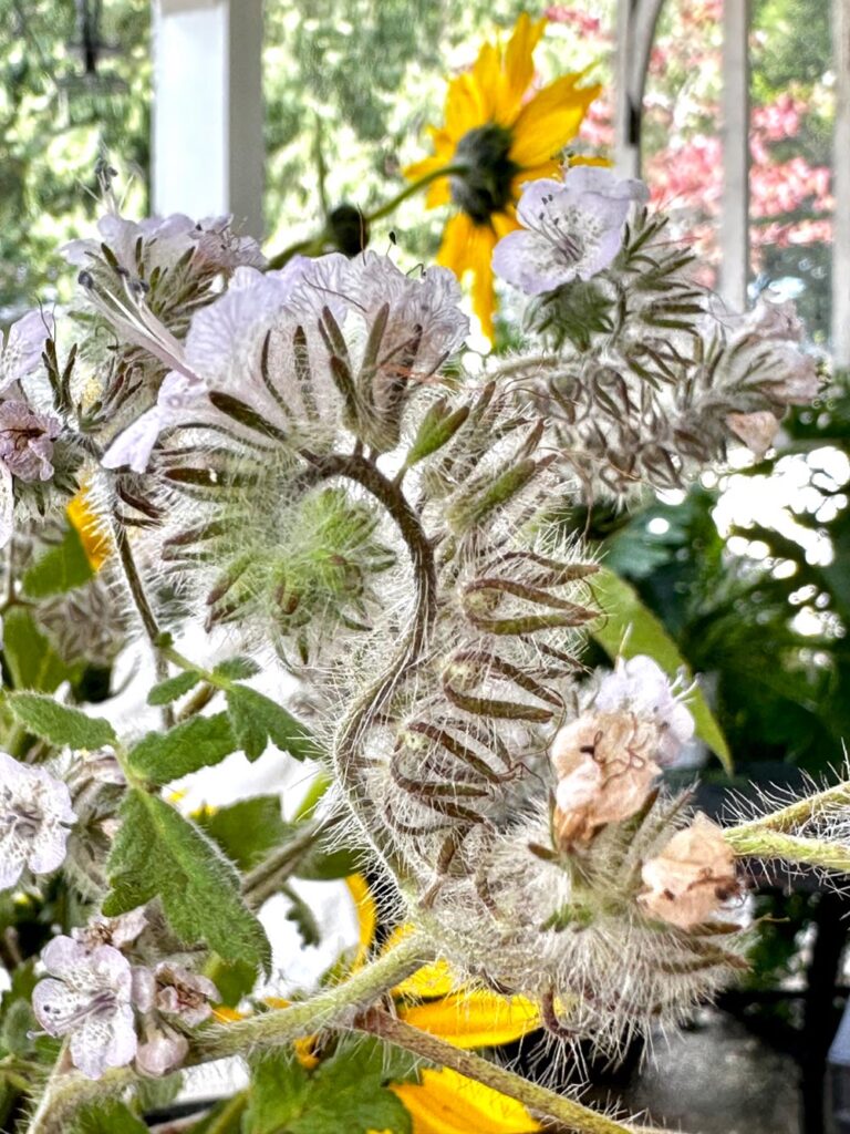 DIY_ wildflower floral arrangements - Caterpillar Phacelia, a species of Heliotrope up close