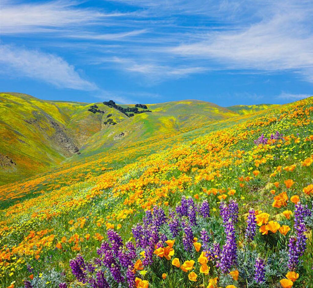 California wildflowers with poppies and purple lupies with a very blue sky