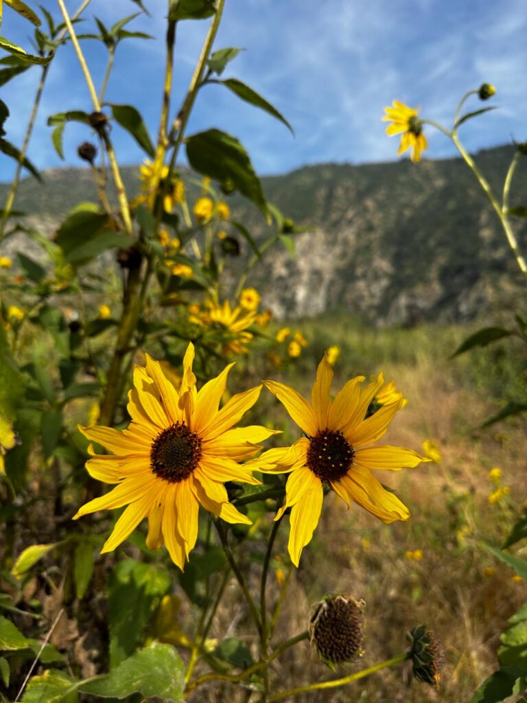 small yellow sunflowers in the wild