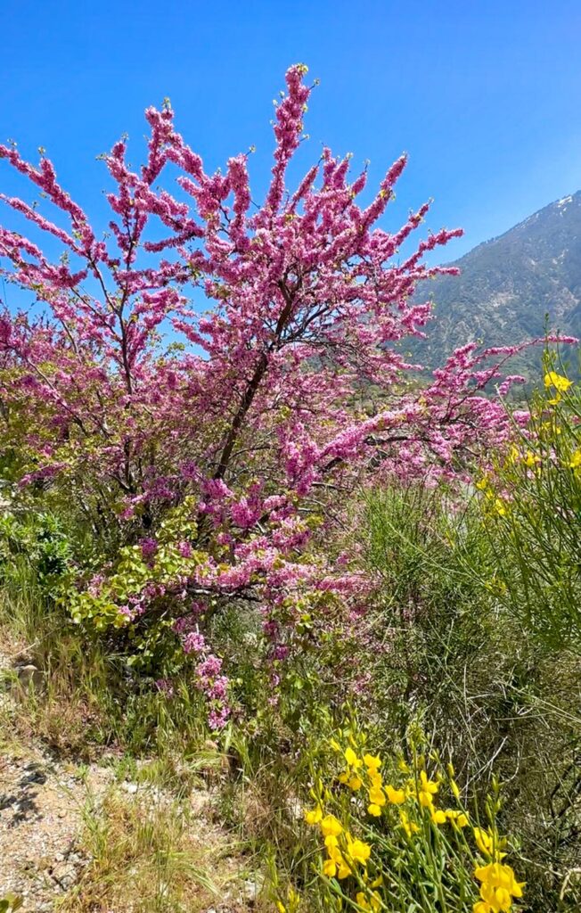 Red bud tree growing in the wild with Spanish Broom against the mountains with a blue sky