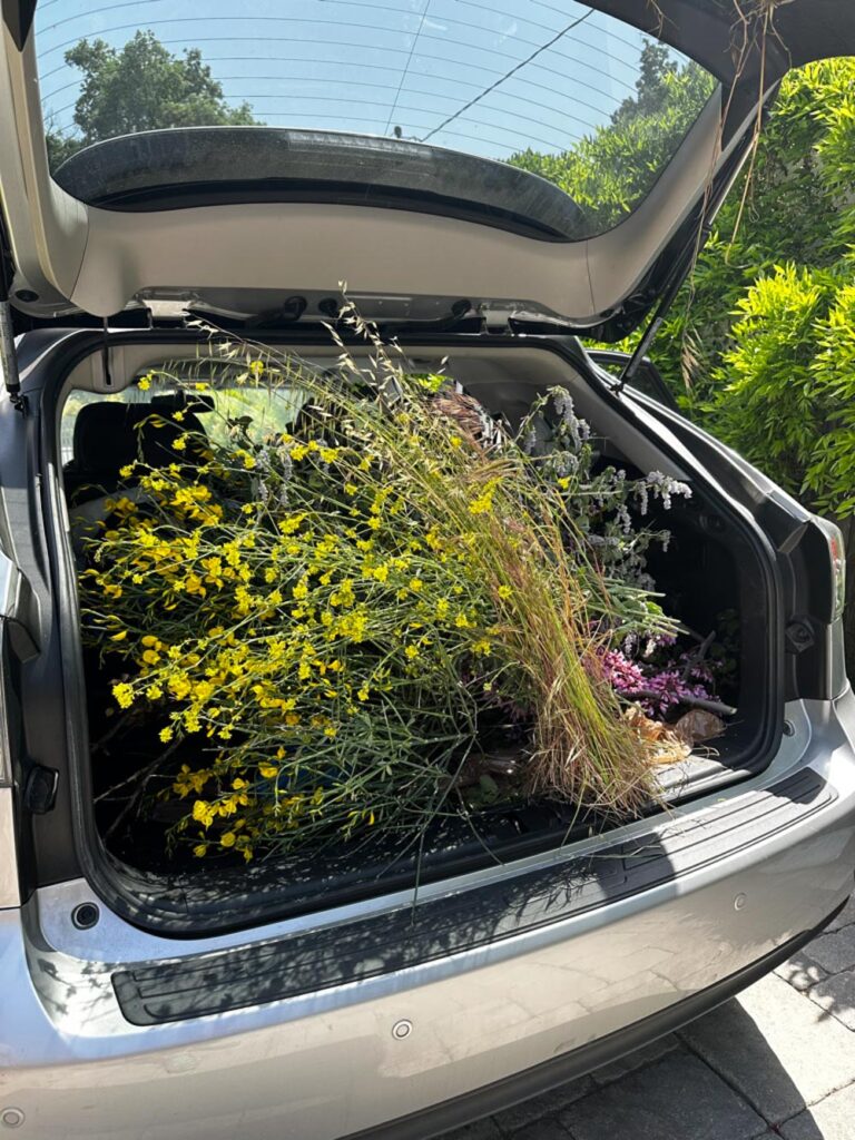 Car trunk full of foraging branches of wildflowers