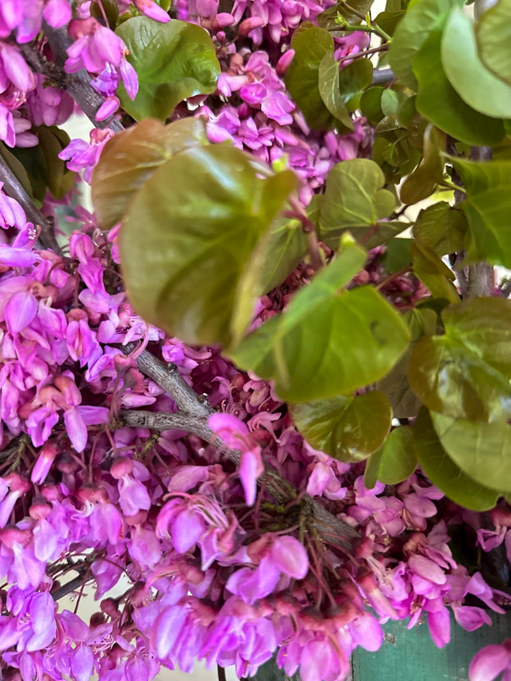 Close-up of a branch covered in clusters of small, vibrant pink flowers and several green, heart-shaped leaves, resembling elements often found in wildflower floral arrangements for a dense, colorful display.