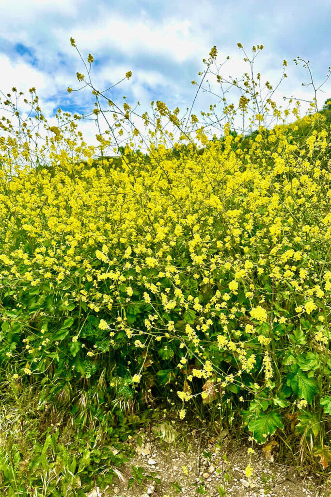 Yellow California wildflowers in full bloom 