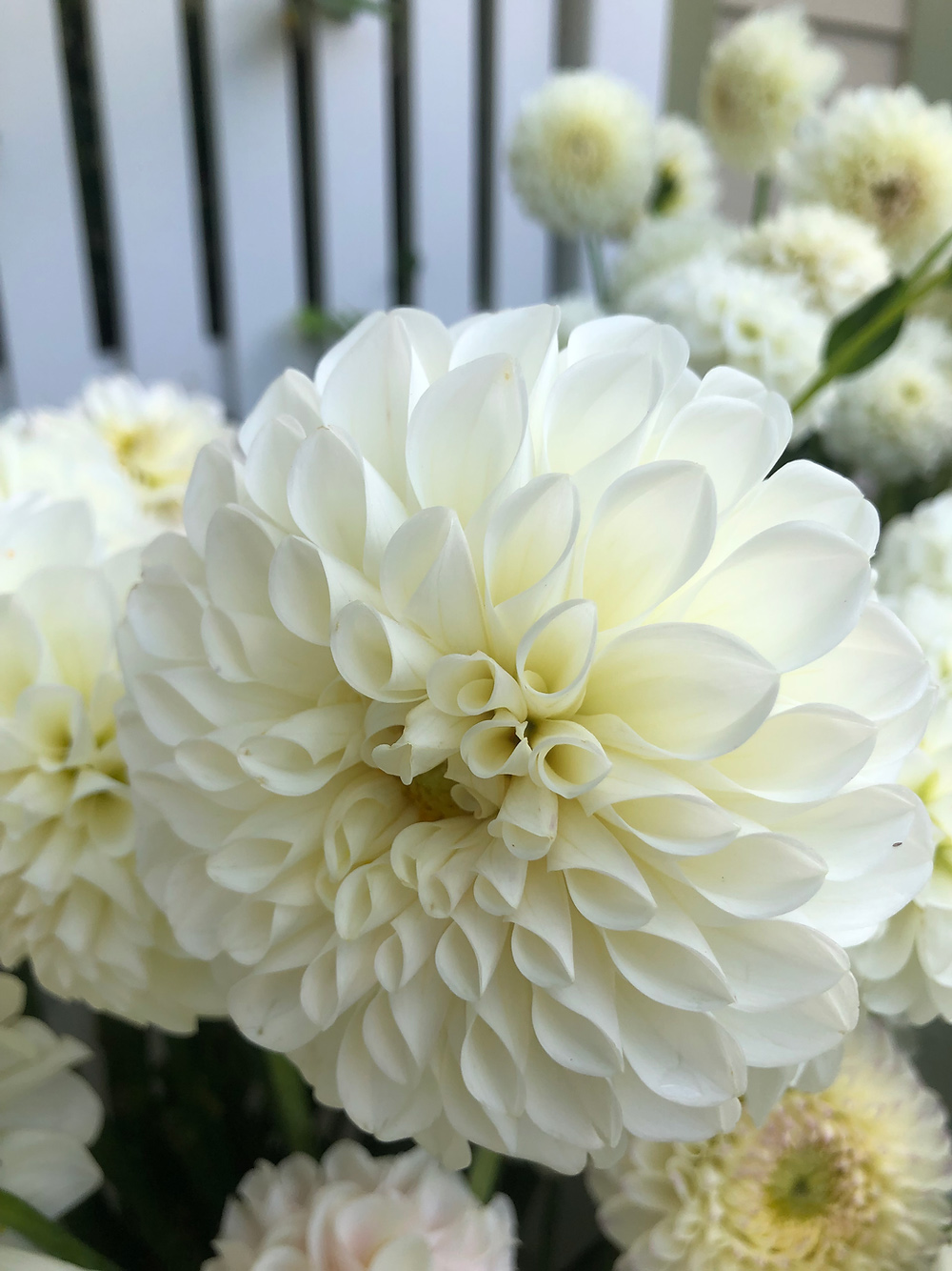 The Best Soil for Dahlias; How to Grow Beautiful Flowers