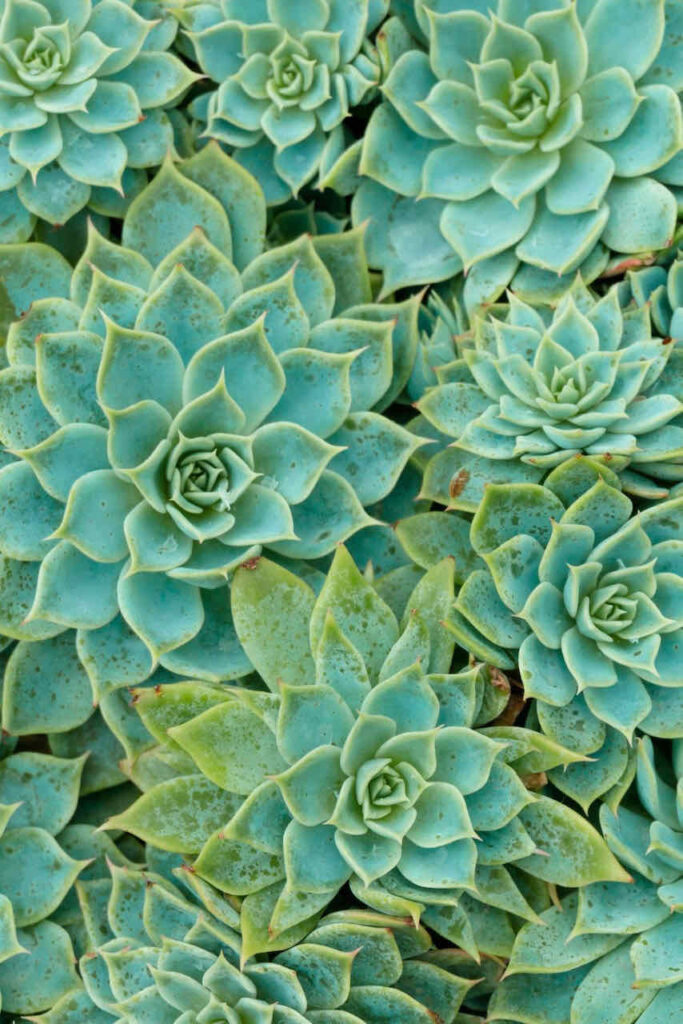 how to use succulents in floral arrangements -Hens and Chicks 