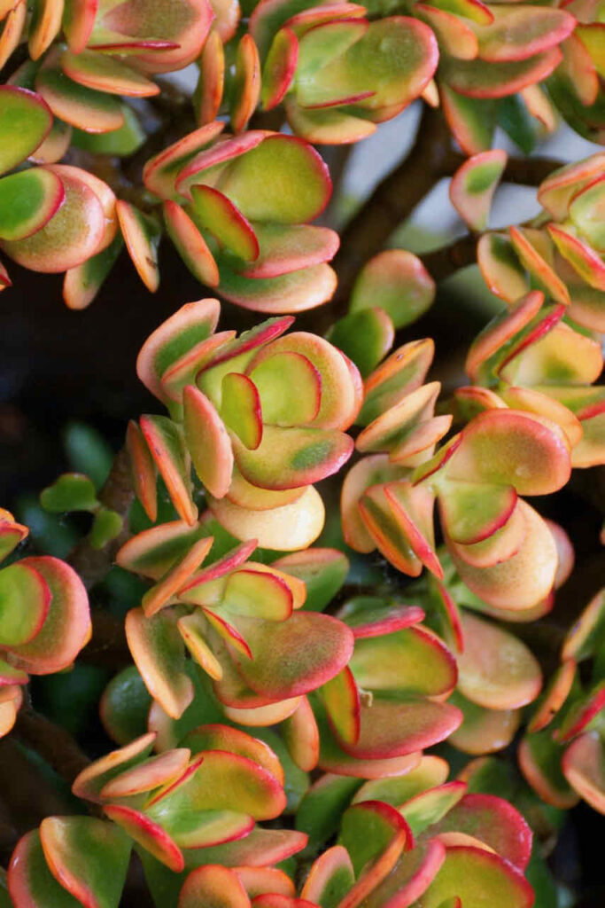 how to use succulents in floral arrangements - jade plant 