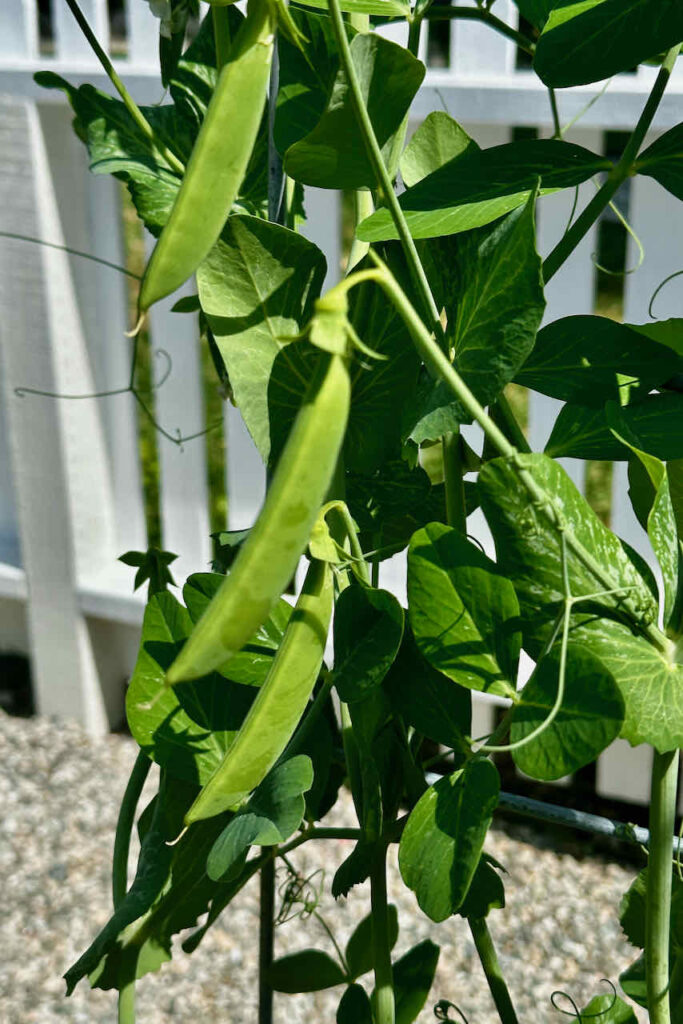 Snap peas on the vine 