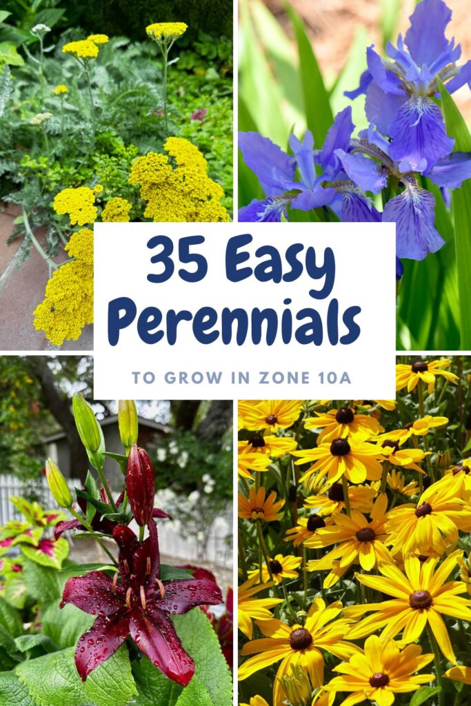 35 easy perennials to grow in zone 10A