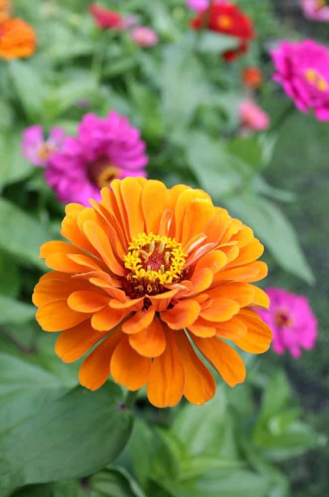 are zinnias perennials?