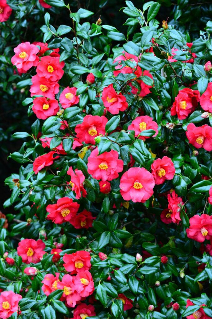 Pink camellia bush in full bloom 