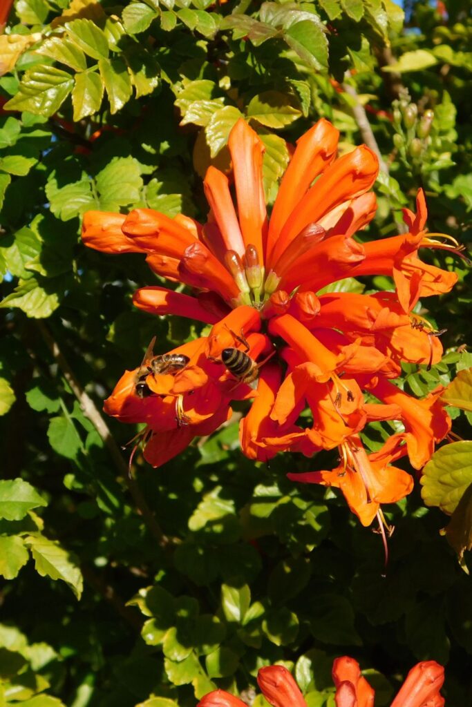 Cape Honeysuckle plant in orange 