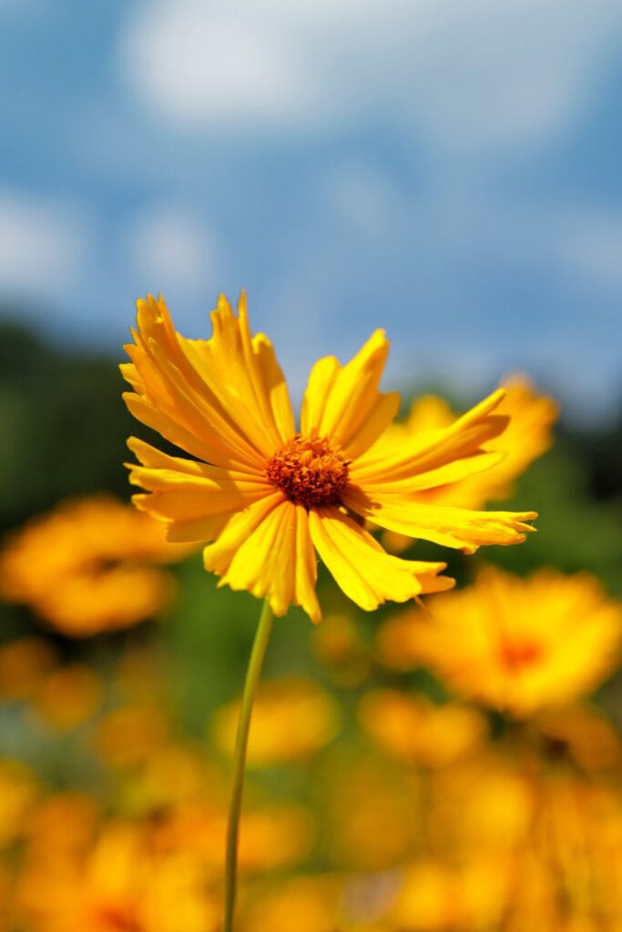 Perennials to Grow in Full Sun-cut flower garden -Yellow flower with orange center in a field with blue sky 