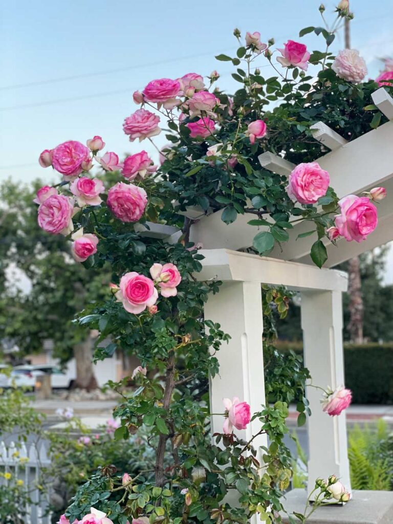 roses growing on the arbor 