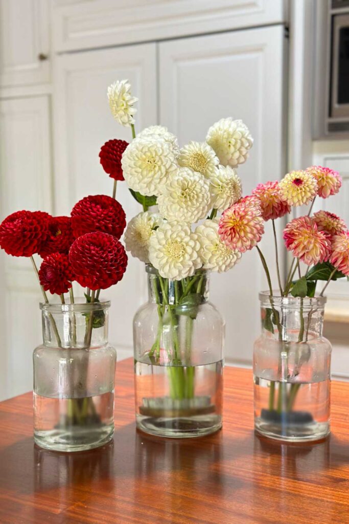 Dahlias in apothecary jars on the kitchen counter 