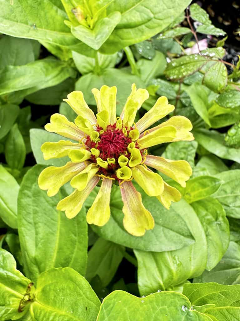 limelight zinnia