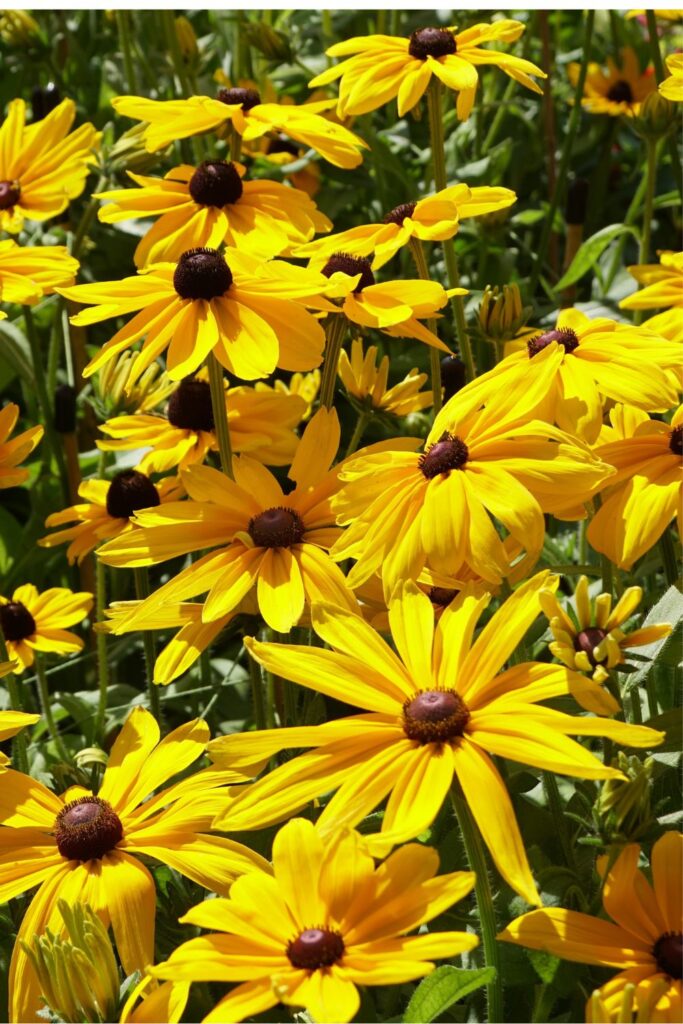 zone 10a perennials-Perennials to Grow in Full Sun-cut flower garden - Gloriosa daisy 