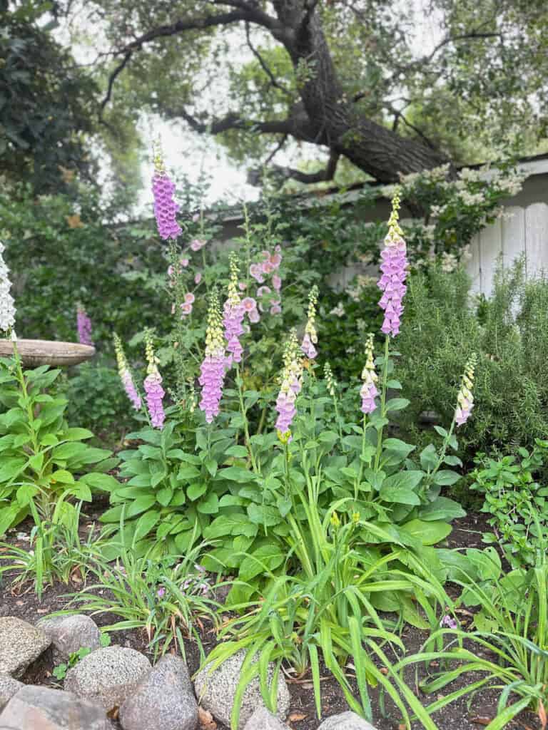 fox glove garden 