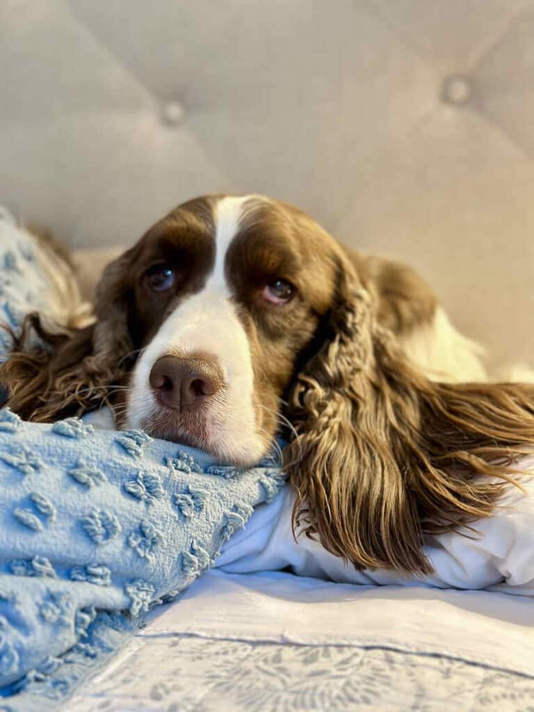 brown and white springer spaniel in my bed
