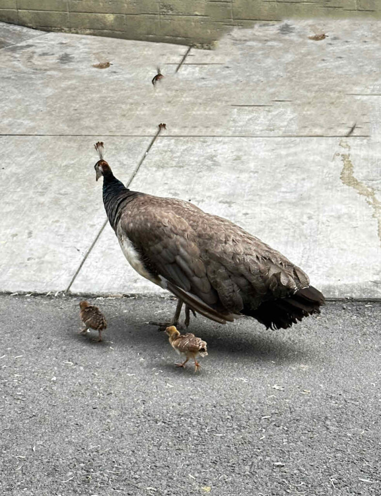 female peacock with two babies 