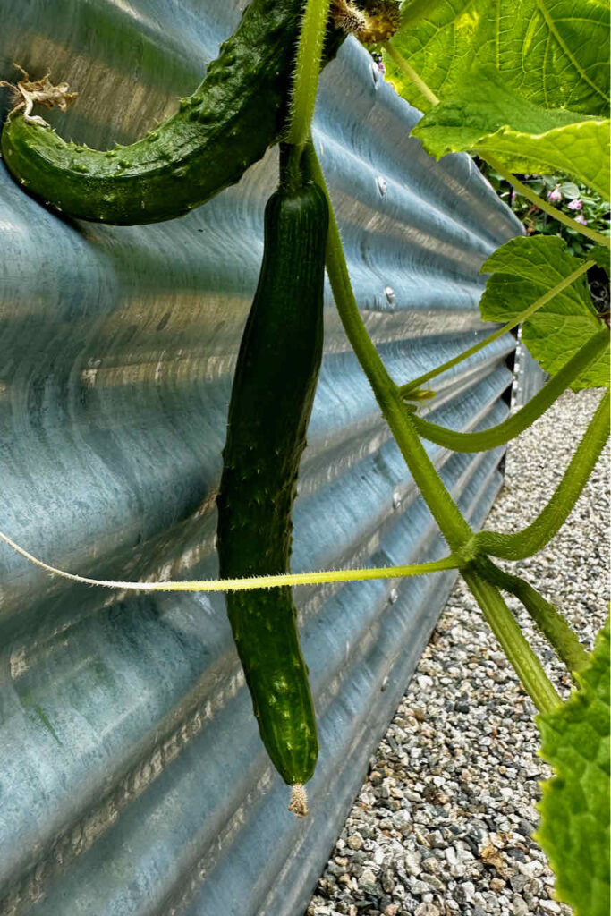 Cucumbers growing on the vine in the garden bed. 