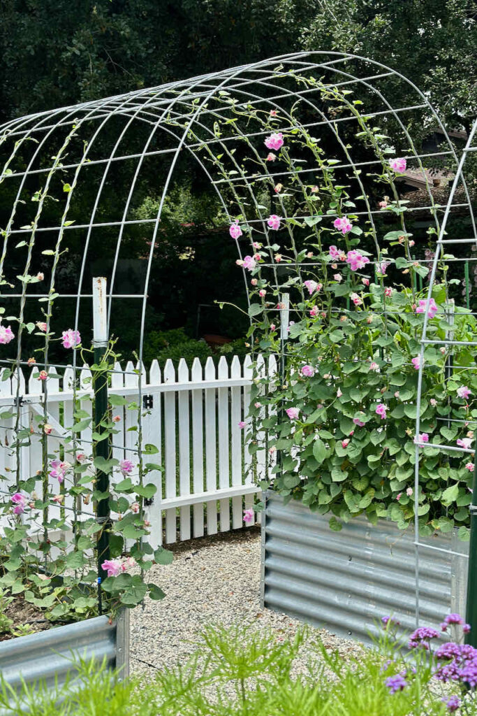Garden arch with pink morning glory