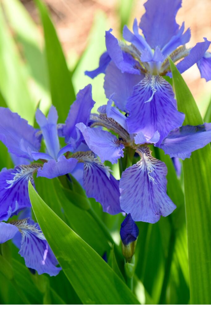 zone 10a perennials-Perennials to Grow in Full Sun-cut flower garden -Purple Iris 