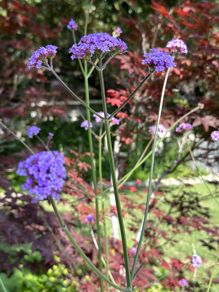 Perennials to Grow in Full Sun-cut flower garden -lollipop purple verbena growing in a yard