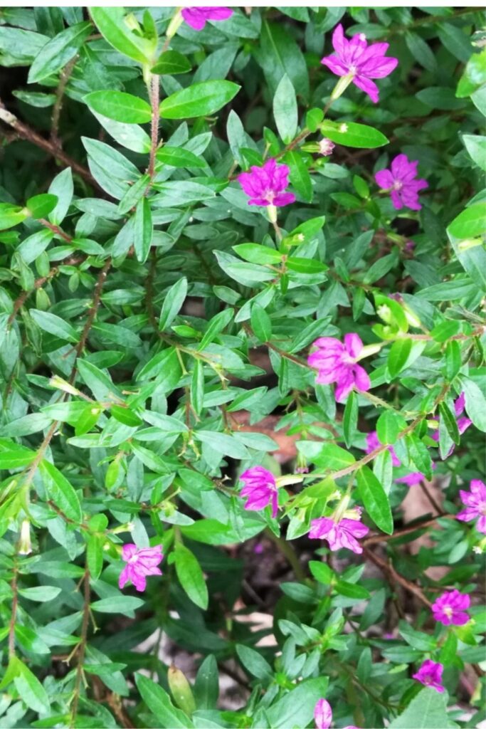 zone 10a perennials-Perennials to Grow in Full Sun-cut flower garden -Mexican heather plant growing in the wild 