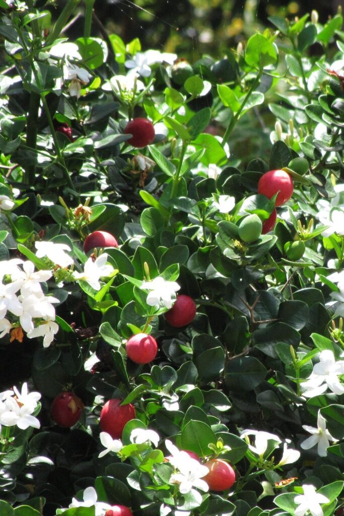 natal plum bush in full bloom with small white flowers and little plums 