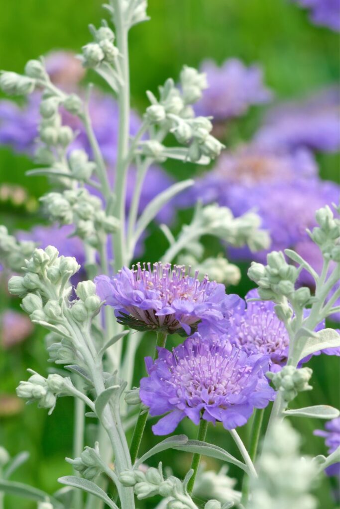 perennials flowers full sun