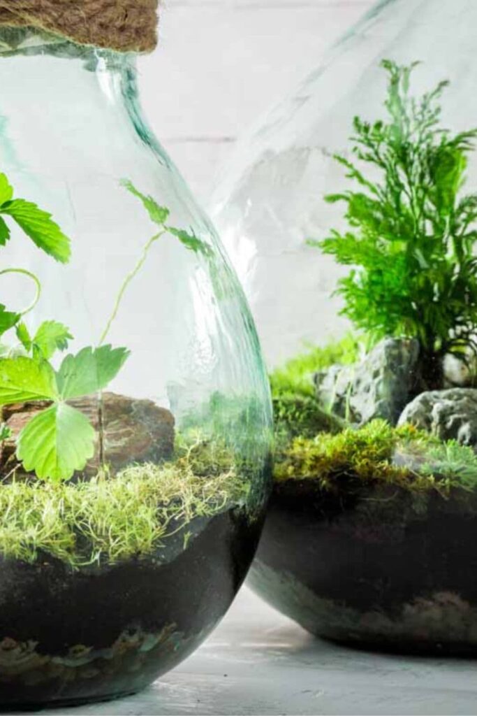 terrariums in apothecary jars