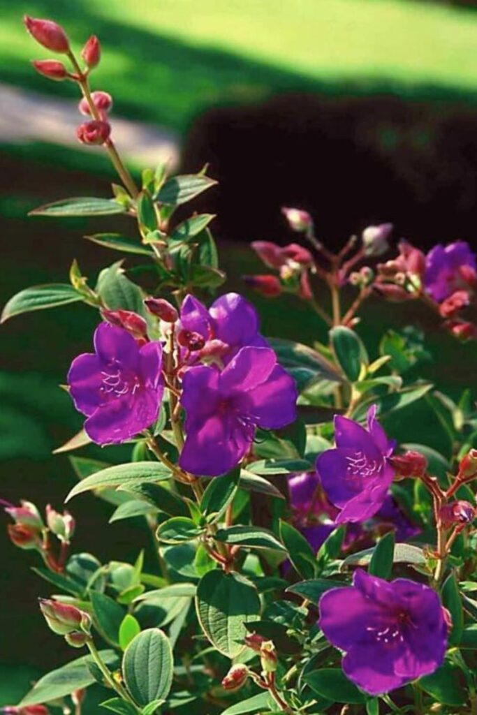 Purple princess flower
